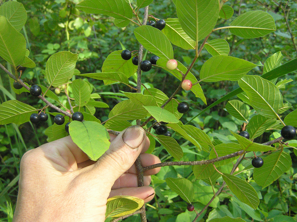 Glossy buckthorn fruit